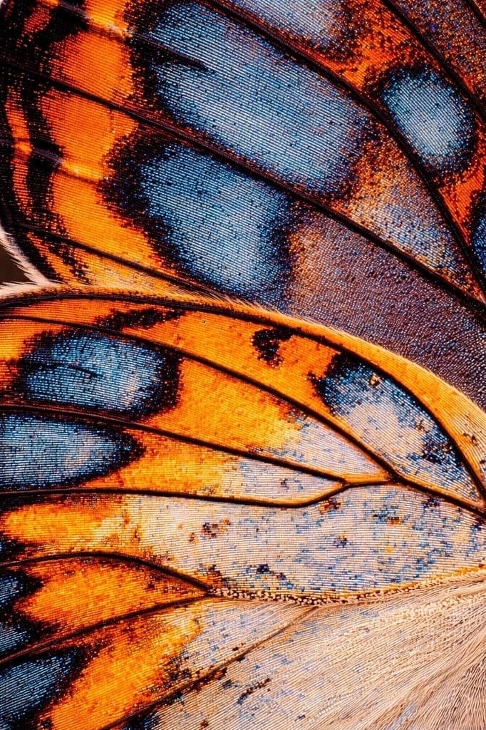 Detailed butterfly wing texture