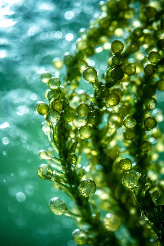 DHA (from Microalgae)